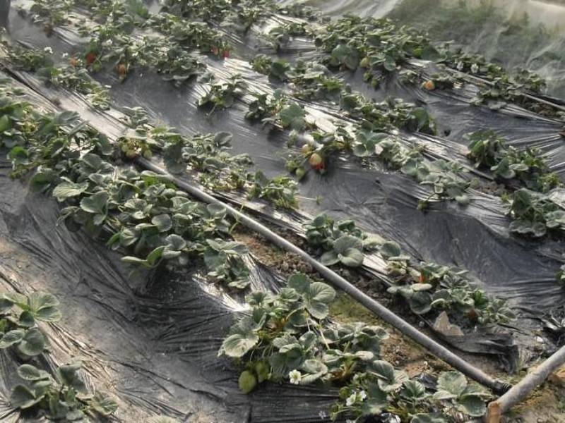 芜湖膜下微喷带